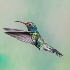 Hummingbird | Google Search